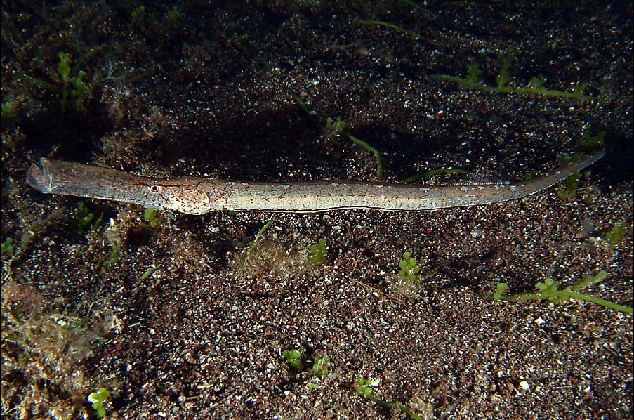 Syngnathus typhle (Pesce ago cavallino)